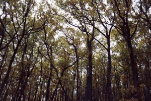 zufällig gewähltes Bild